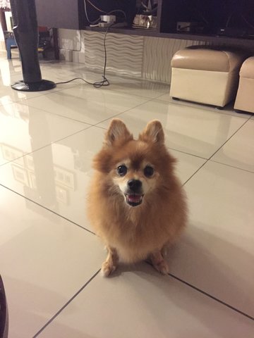 Boey - Pomeranian Dog