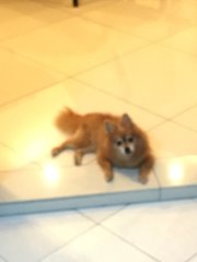 Boey - Pomeranian Dog