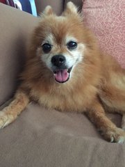 Boey - Pomeranian Dog