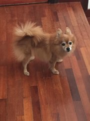 Boey - Pomeranian Dog