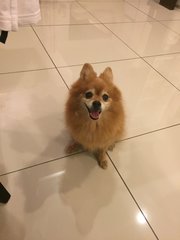 Boey - Pomeranian Dog