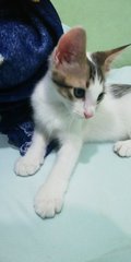 Reila - Domestic Short Hair Cat