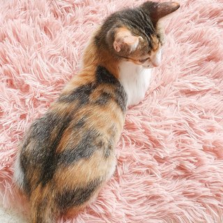 Lana  - Calico Cat