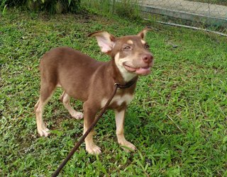 Donut&amp;candy(Twins) - Mixed Breed Dog