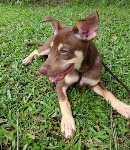 Donut&amp;candy(Twins) - Mixed Breed Dog