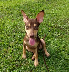 Donut&amp;candy(Twins) - Mixed Breed Dog