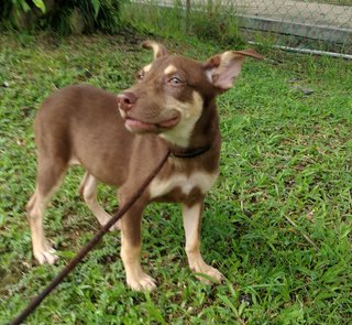 Donut&amp;candy(Twins) - Mixed Breed Dog