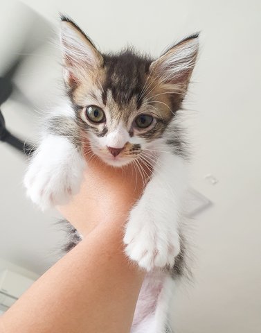 Falcon - Domestic Long Hair Cat