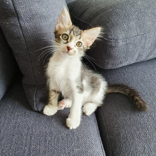 Falcon - Domestic Long Hair Cat