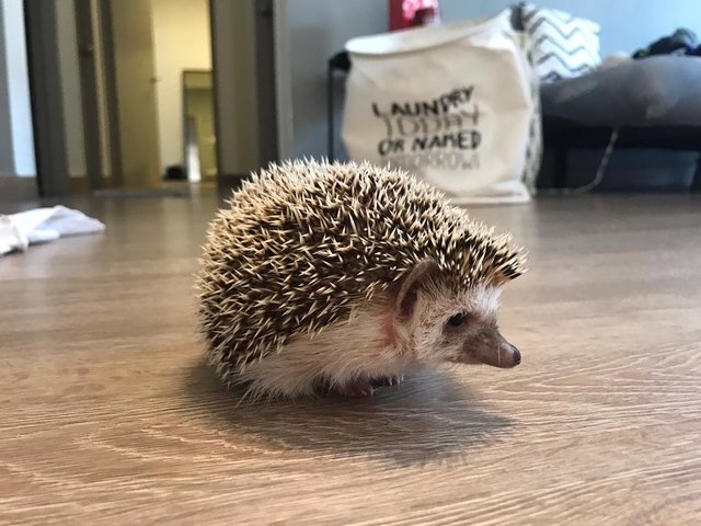 Mochi - Hedgehog Small & Furry