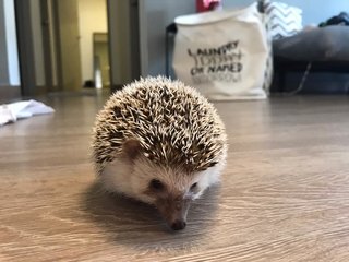 Mochi - Hedgehog Small & Furry