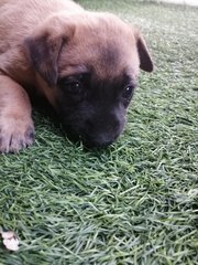 Puppy For Adoption  - Mixed Breed Dog