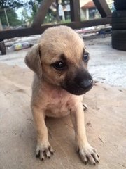 Small Size Mix Breed Puppies - Mixed Breed Dog