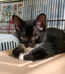 Cashew (Cash) - Domestic Short Hair Cat
