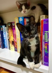 Cashew (Cash) - Domestic Short Hair Cat