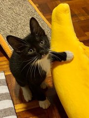 Cashew (Cash) - Domestic Short Hair Cat