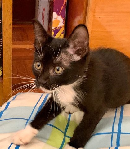 Cashew (Cash) - Domestic Short Hair Cat