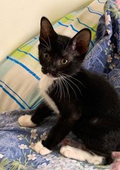 Cashew (Cash) - Domestic Short Hair Cat