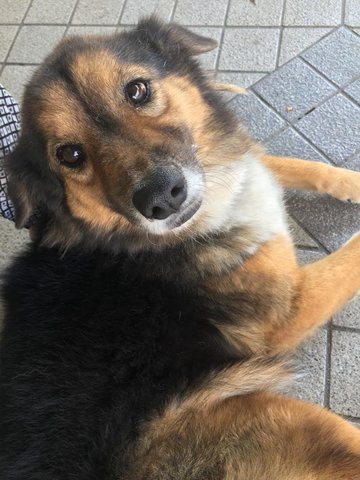 Pretty Girl - Mixed Breed Dog