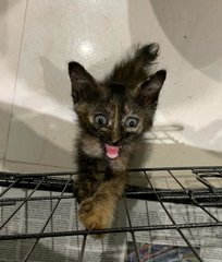 Nethi - Domestic Short Hair Cat