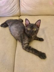 Chutti (Now Javier) - Domestic Short Hair Cat