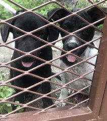 Black And Oreo - Mixed Breed Dog