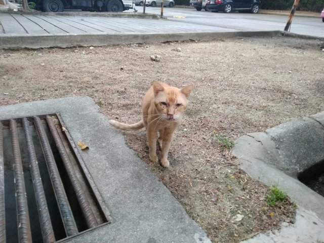 Gung  - Domestic Short Hair Cat