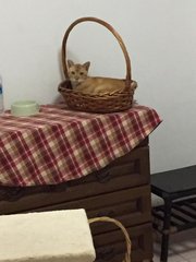 He loves his basket, always stay inside it