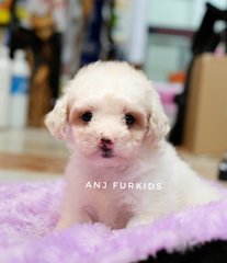 Quality White Tiny Toy Poodle Puppy - Poodle Dog