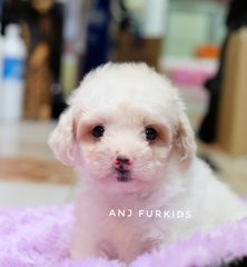 Quality White Tiny Toy Poodle Puppy - Poodle Dog