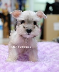 Quality Silver White Mini Schnauzer Pup - Schnauzer Dog