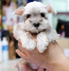 Quality Silver White Mini Schnauzer Pup - Schnauzer Dog