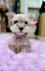 Quality Silver White Mini Schnauzer Pup - Schnauzer Dog