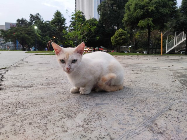 White Stray Female Cat For Adoption - Domestic Short Hair Cat