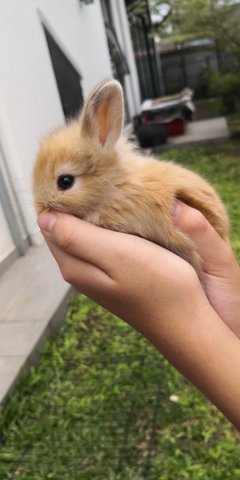 Bunnies - Angora Rabbit + Lionhead Rabbit