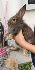 Bunnies - Angora Rabbit + Lionhead Rabbit