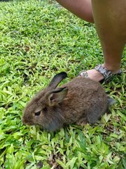 Bunnies - Angora Rabbit + Lionhead Rabbit