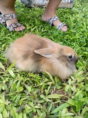 Bunnies - Angora Rabbit + Lionhead Rabbit