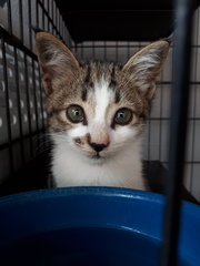 😈 Pointed Ears &quot;Bb&quot; - Domestic Short Hair Cat