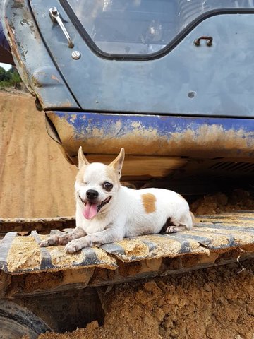 Mocha - Chihuahua Dog