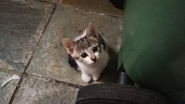 Miss Munchkin - Calico Cat