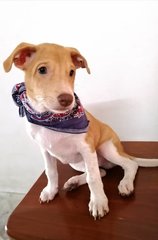 Jasper - Mixed Breed Dog