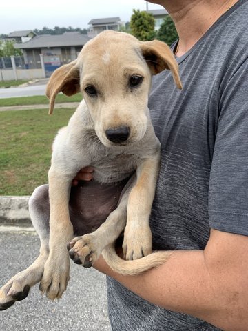  Tiffany - Mixed Breed Dog