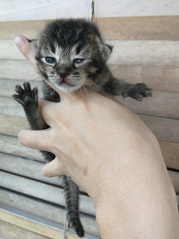 3 Male Kittens - Domestic Short Hair Cat