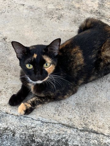 Kavitha - Tortoiseshell Cat