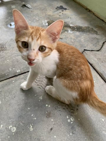 Triplet Ginger - Domestic Short Hair Cat