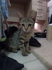 Poki - Domestic Short Hair Cat