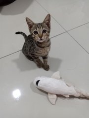 Poki - Domestic Short Hair Cat