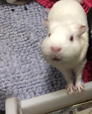 Jewel &amp; Lynx - Guinea Pig Small & Furry