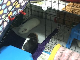 Jewel &amp; Lynx - Guinea Pig Small & Furry